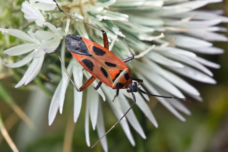 Miridae: Calocoris nemoralis f. vittata di Malta